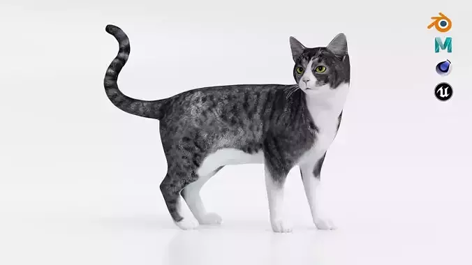 Realistic Cat tabby Low-poly 3D model