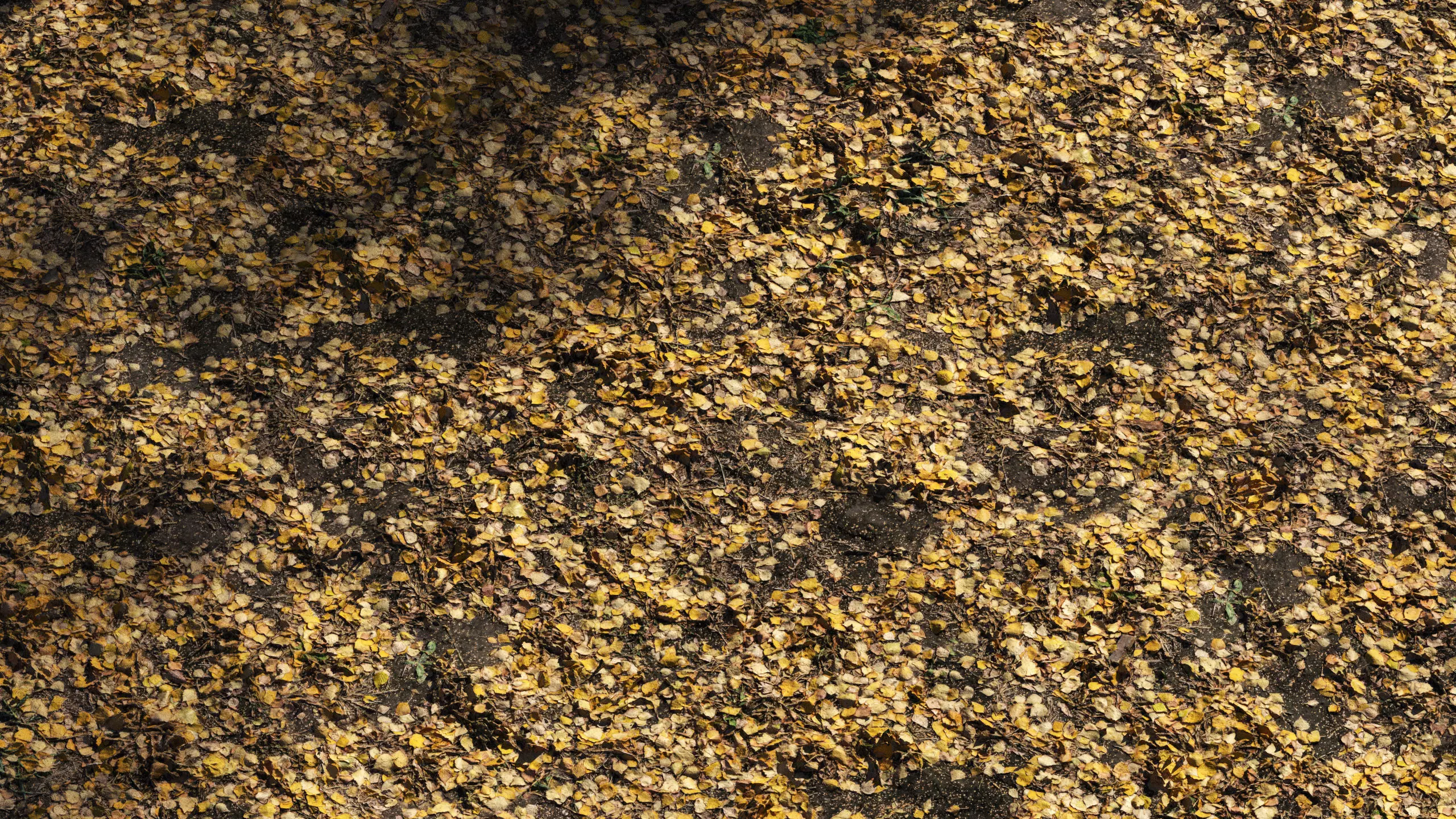 Autumn leaves  Texture_0