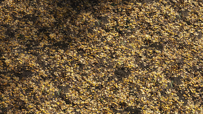 Autumn leaves  Texture