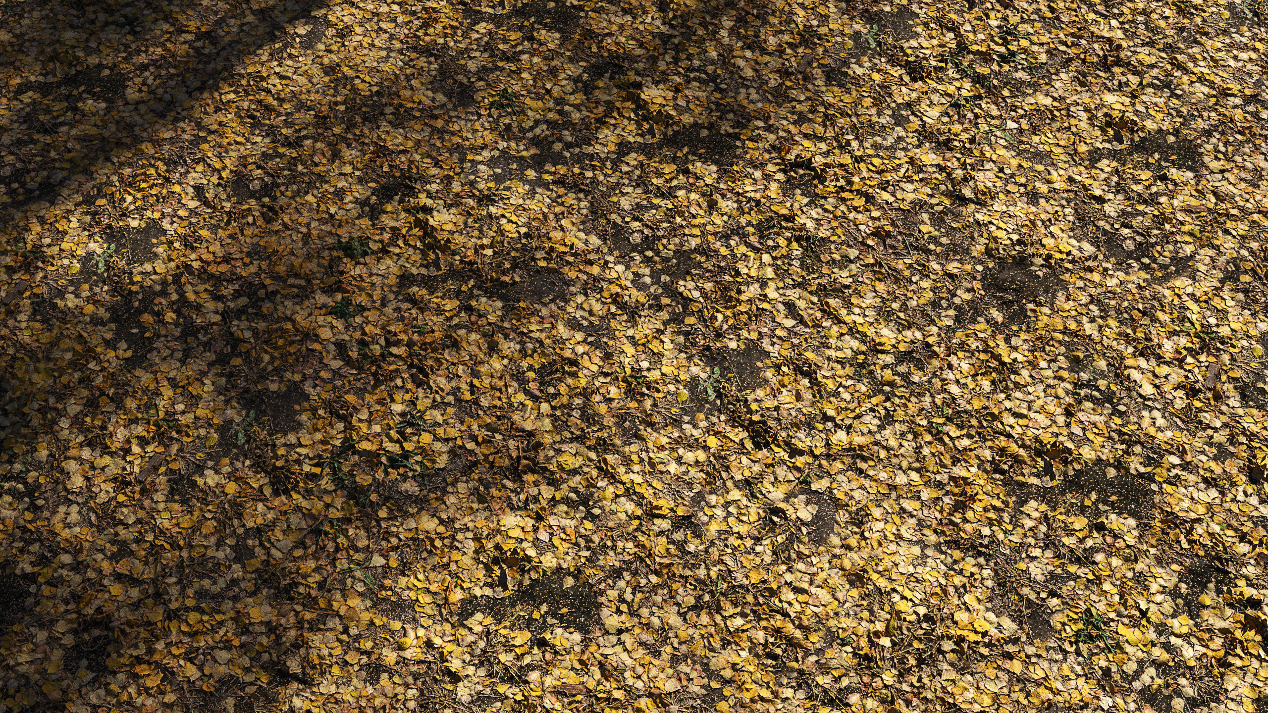 Autumn leaves  Texture_3