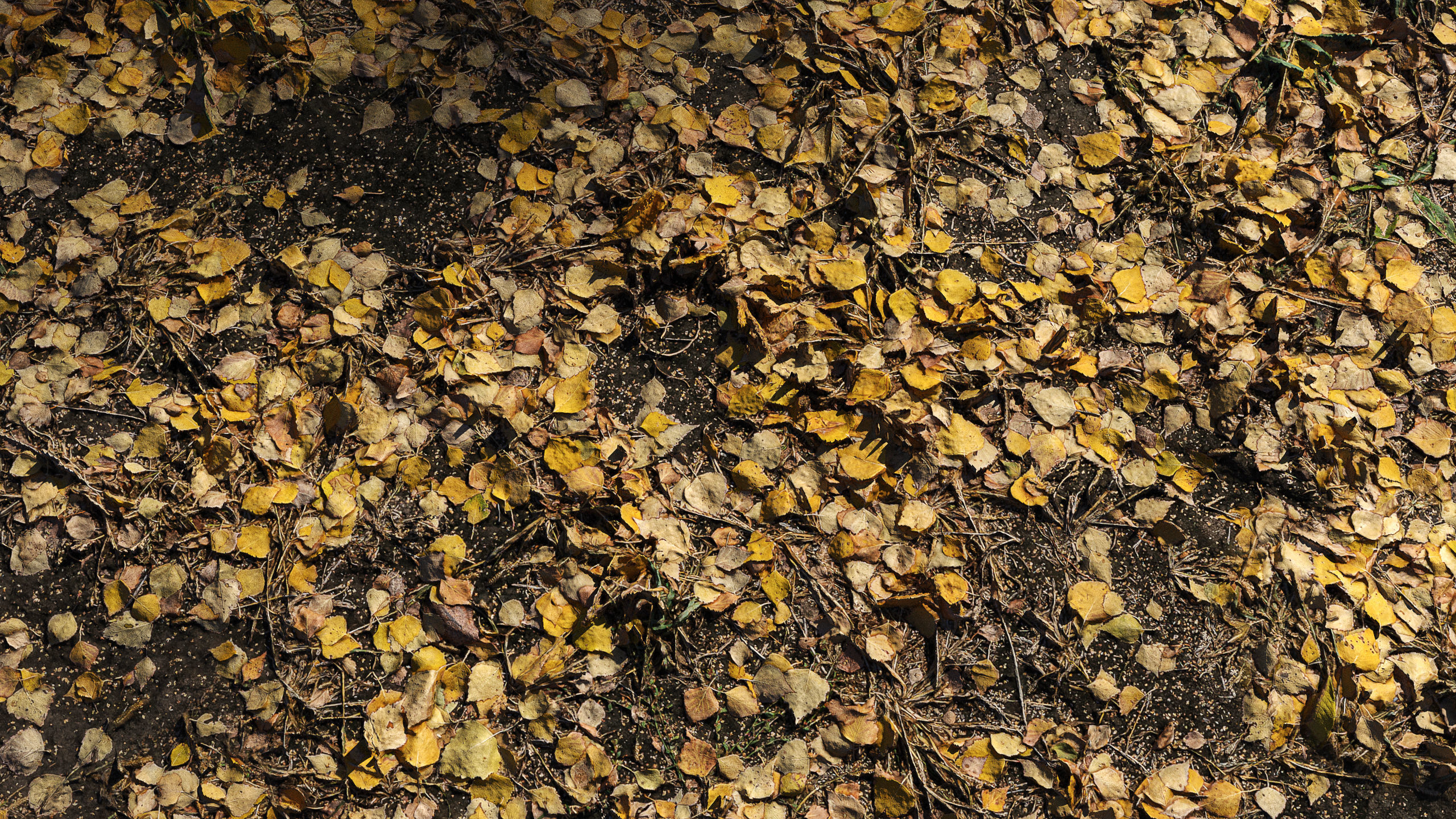 Autumn leaves  Texture_2