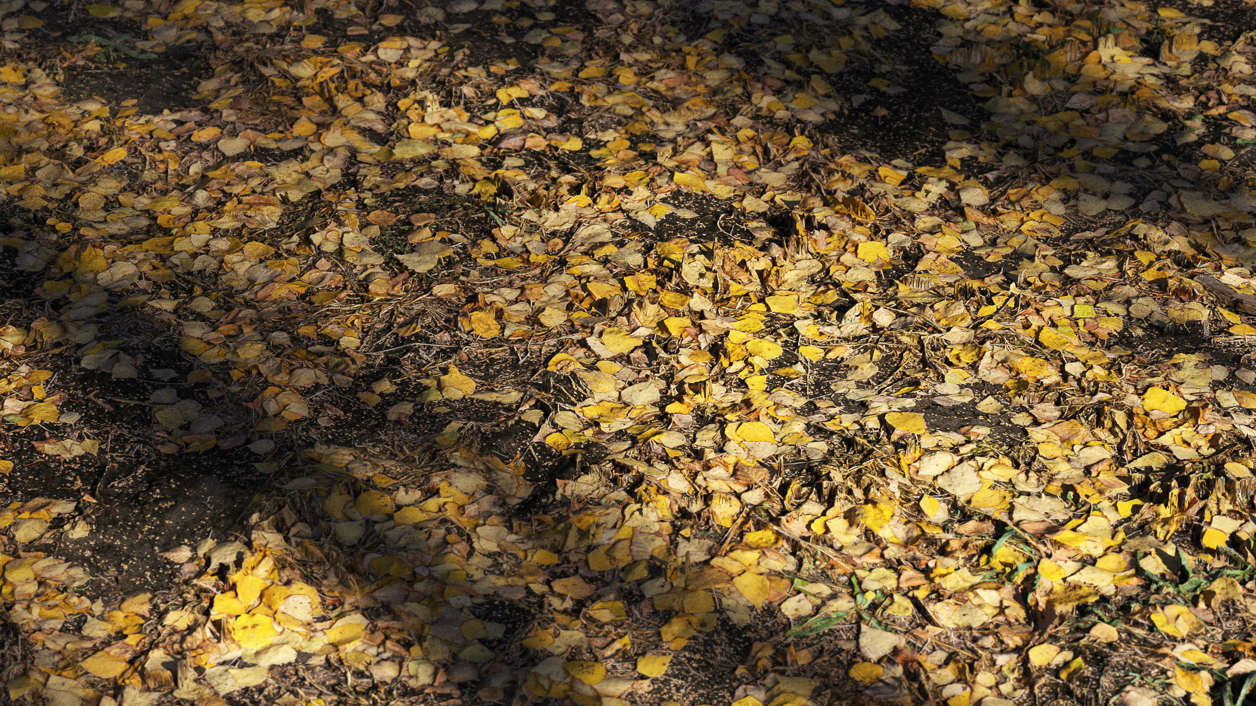 Autumn leaves  Texture_1