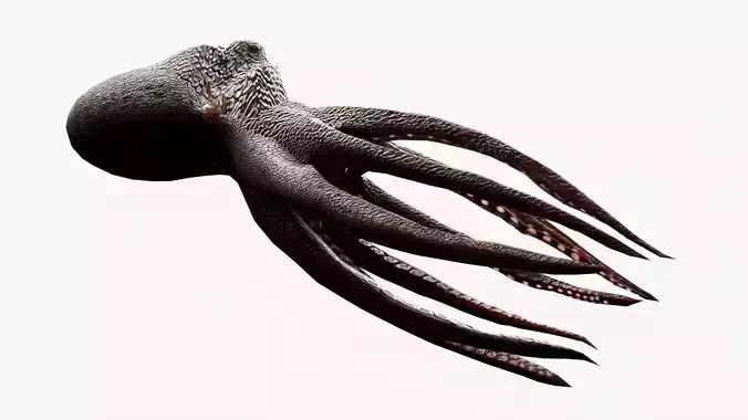 lowpoly rigged octopus rigged