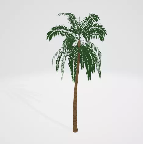 coconut-tree palm tree Free 3D model_0