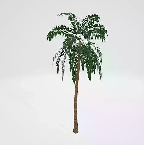 coconut-tree palm tree