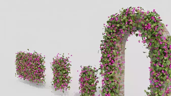 Bougainvillea Flowers vol2