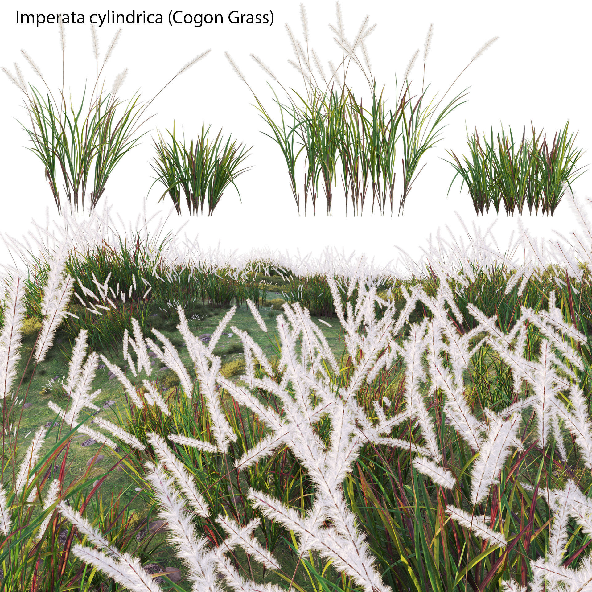 Imperata cylindrica - Cogon Grass 3D model_1