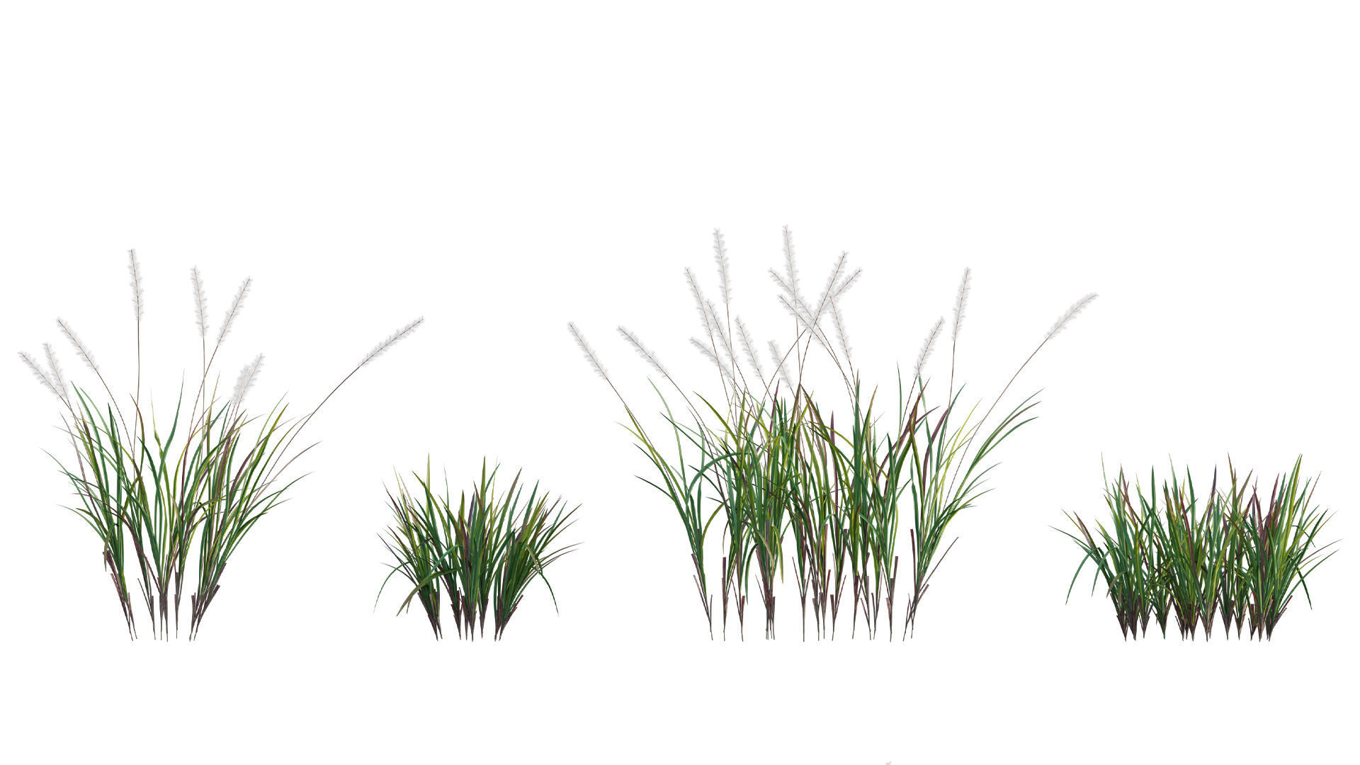 Imperata cylindrica - Cogon Grass 3D model_2