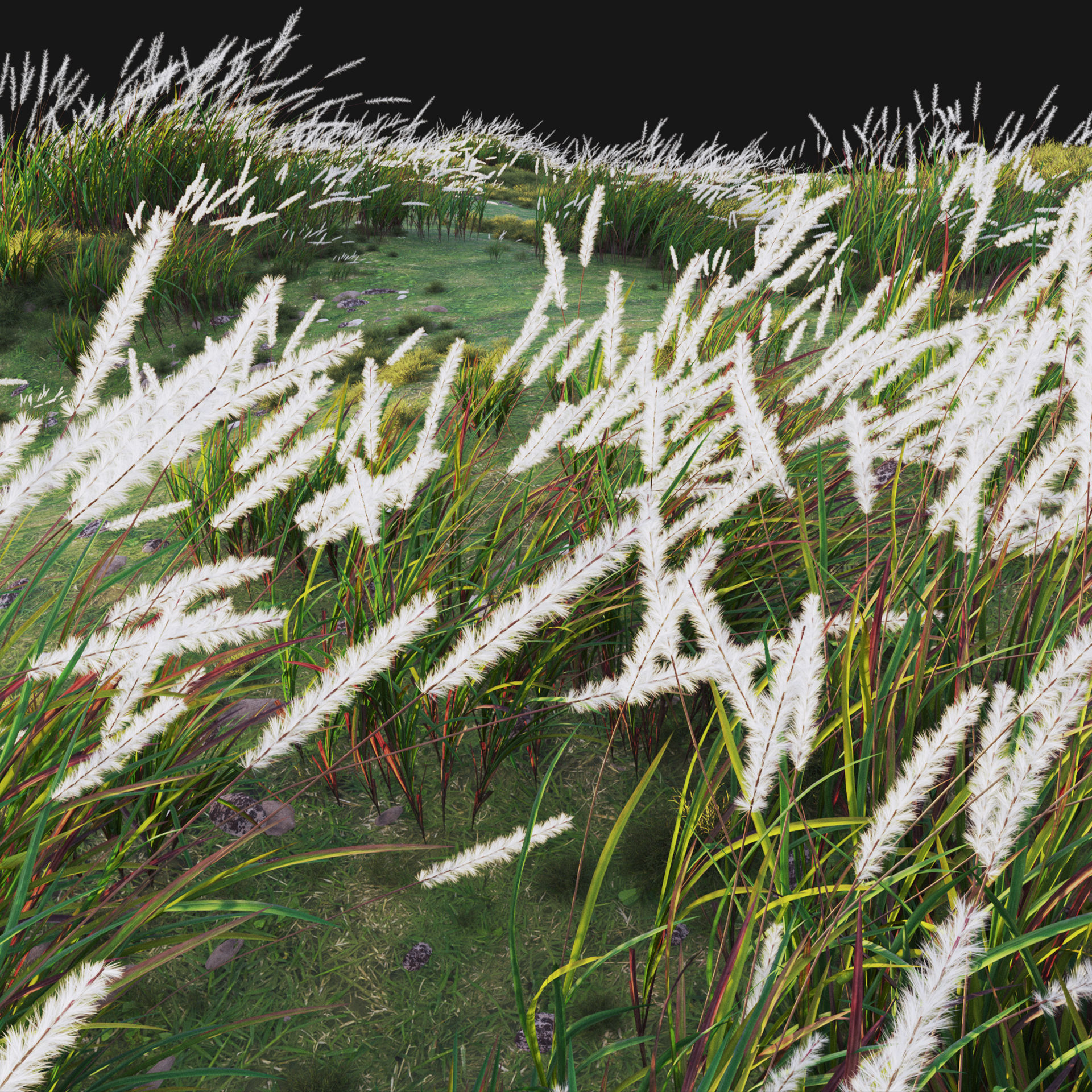 Imperata cylindrica - Cogon Grass 3D model_4