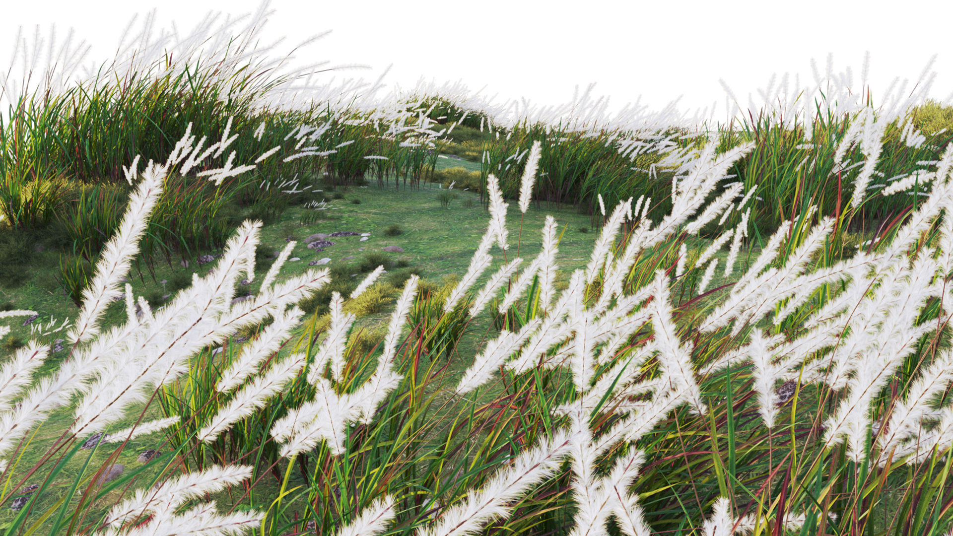 Imperata cylindrica - Cogon Grass 3D model_7
