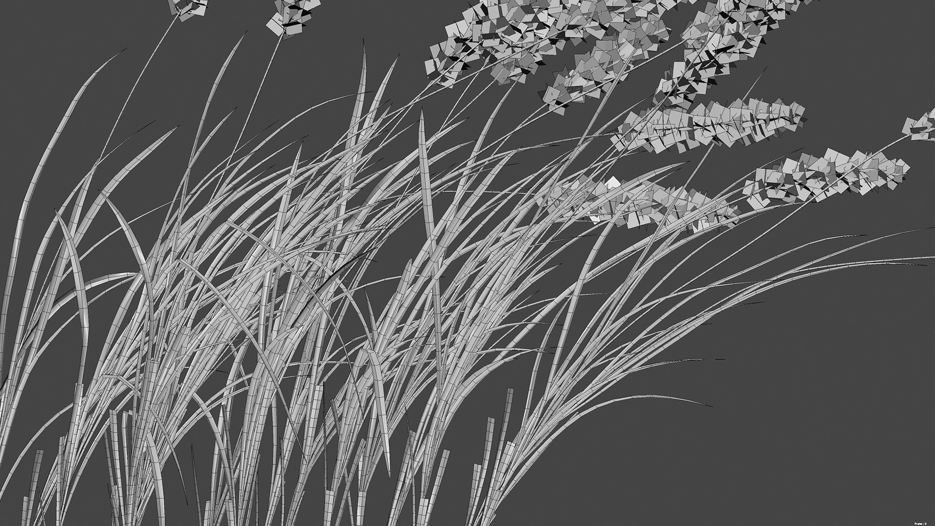 Imperata cylindrica - Cogon Grass 3D model_9