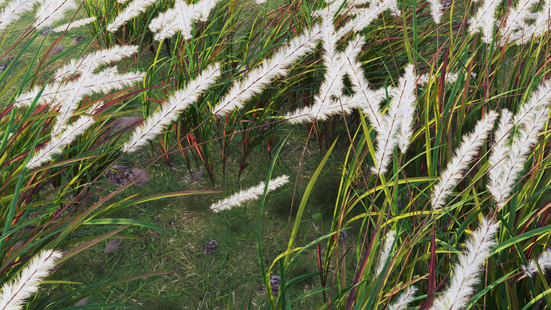 Imperata cylindrica - Cogon Grass 3D model_8