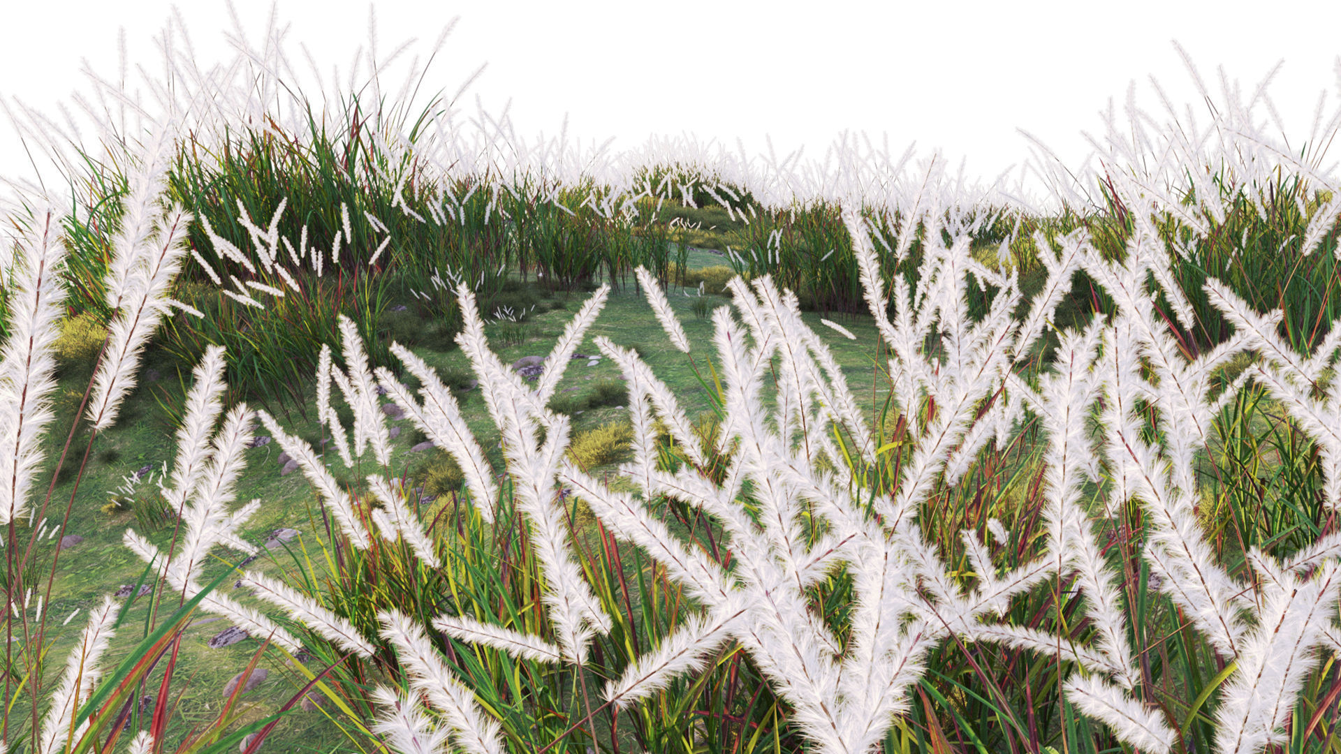Imperata cylindrica - Cogon Grass 3D model_5