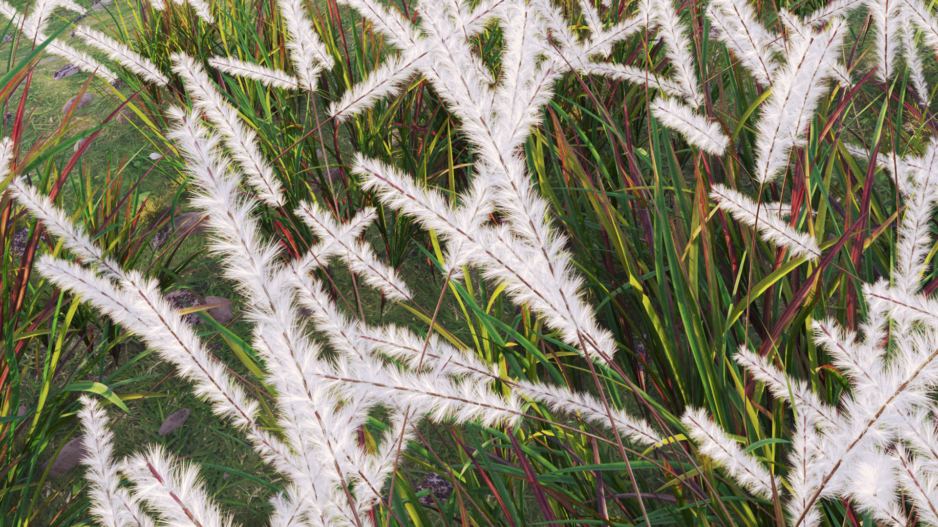 Imperata cylindrica - Cogon Grass 3D model_6