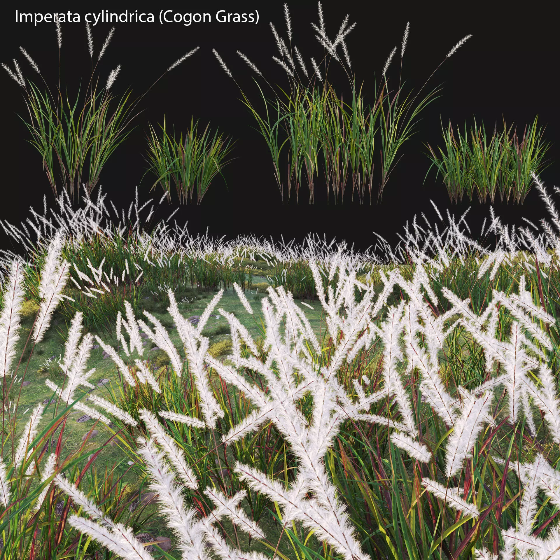 Imperata cylindrica - Cogon Grass 3D model_0