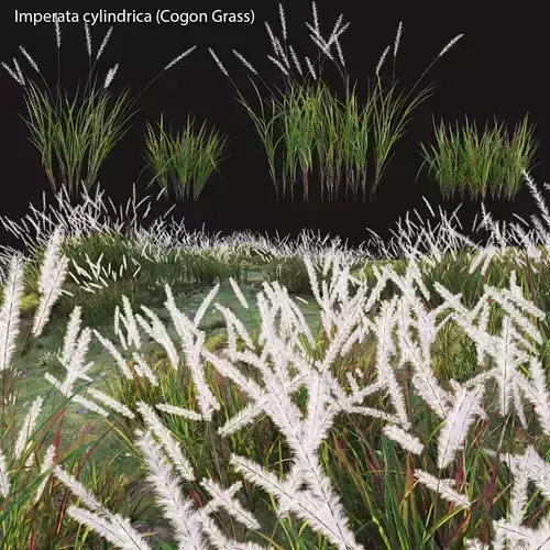 Imperata cylindrica - Cogon Grass 3D model Imperata cylindrica - Cogon Grass 3D model