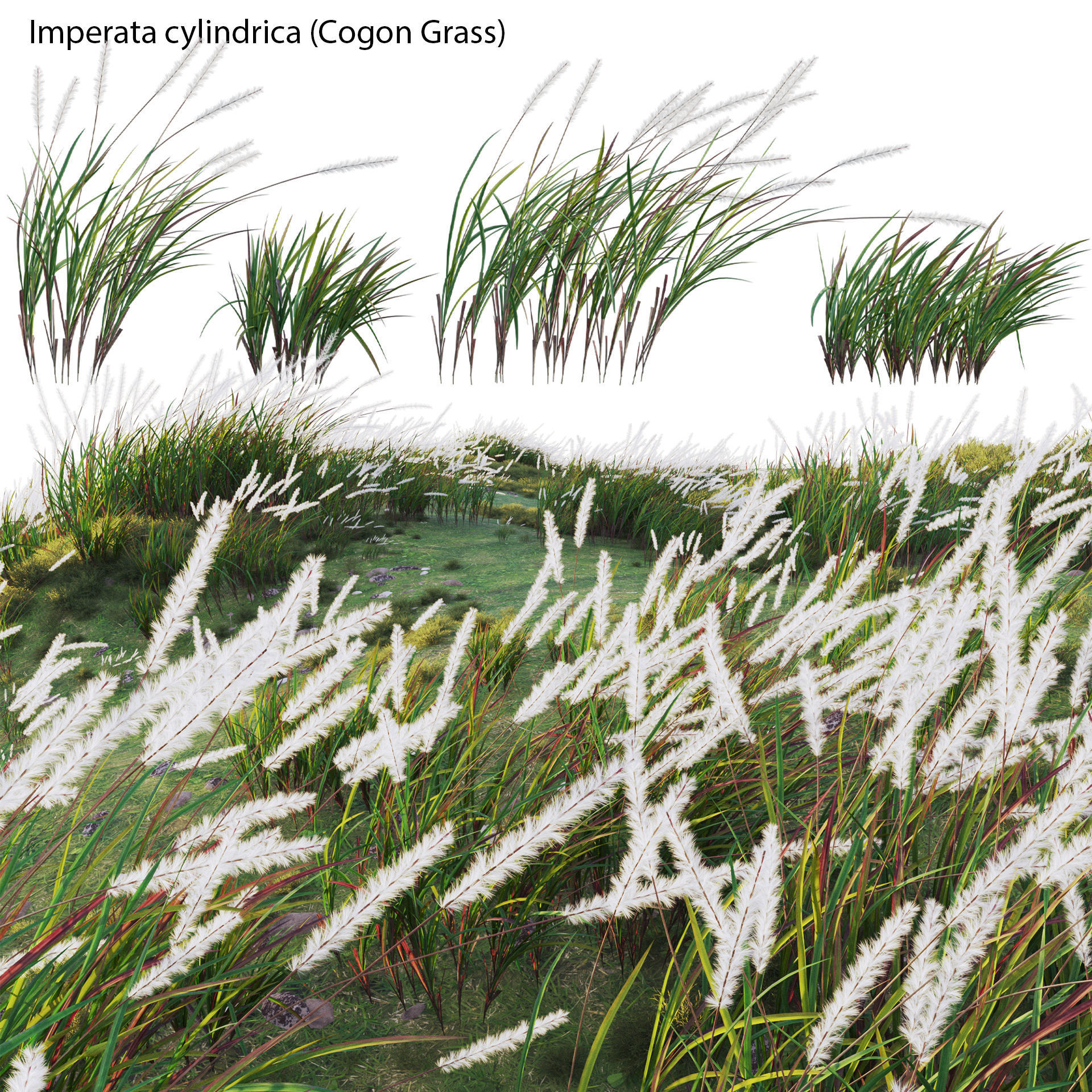 Imperata cylindrica - Cogon Grass 02 3D model_1