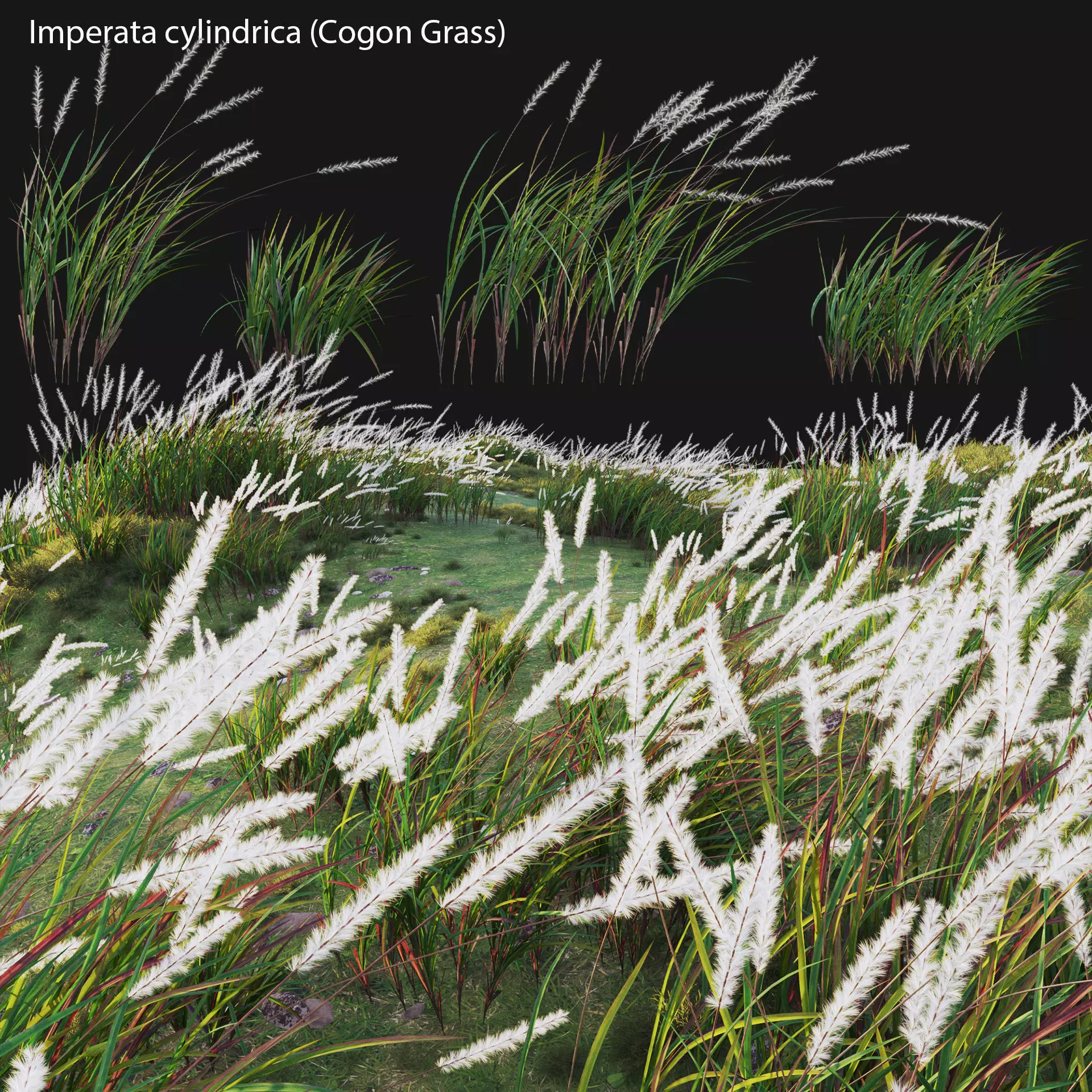 Imperata cylindrica - Cogon Grass 02 3D model_0