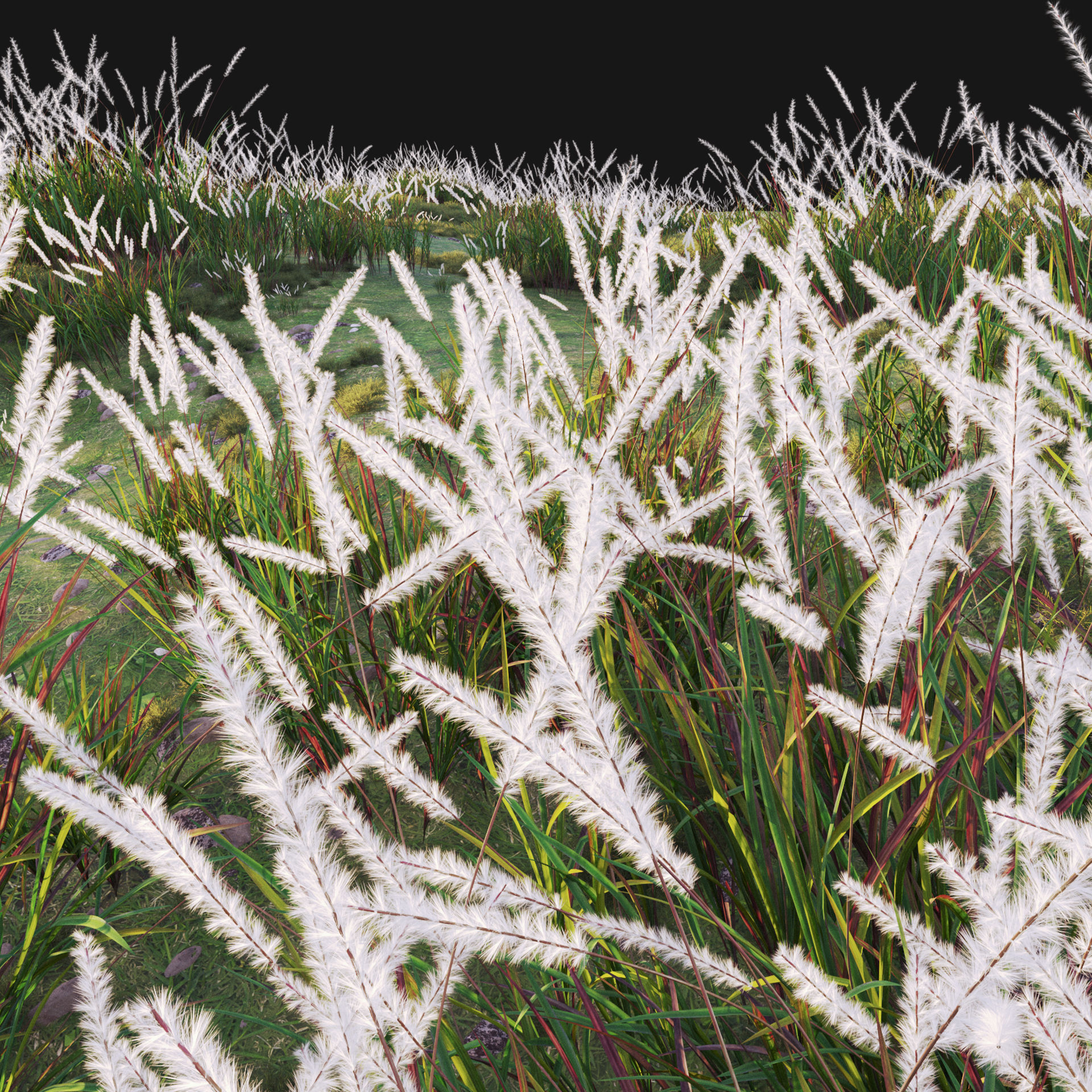 Imperata cylindrica - Cogon Grass 02 3D model_2
