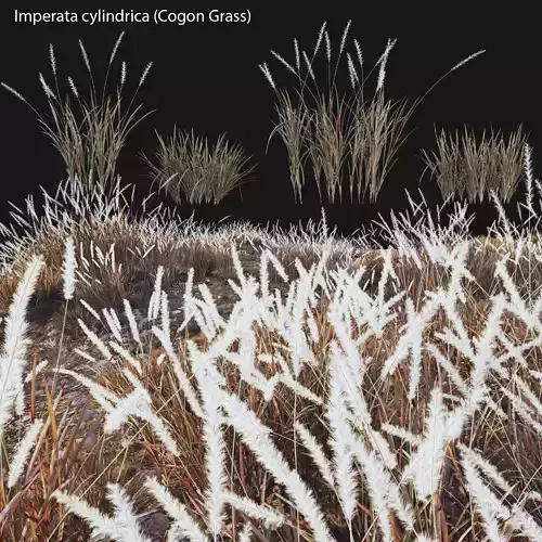 Imperata cylindrica - Cogon Grass 03 3D model