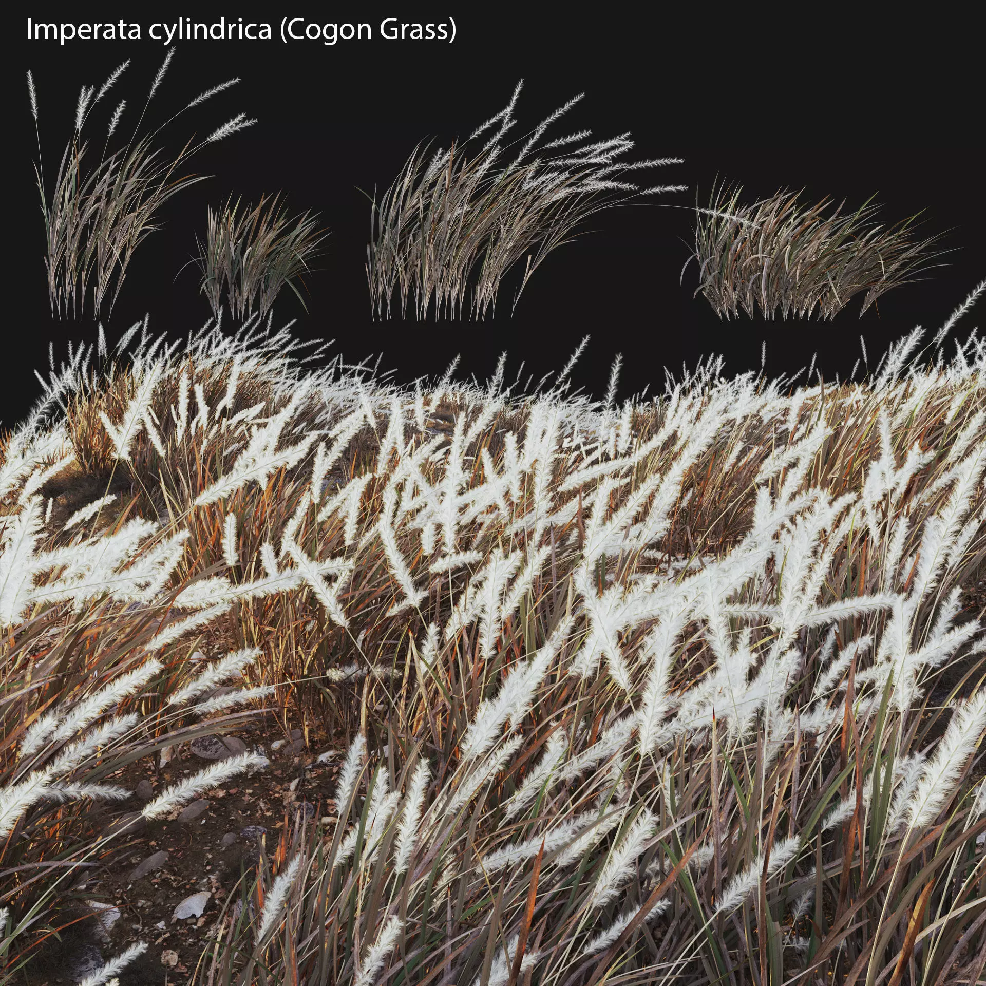 Imperata cylindrica - Cogon Grass 04 3D model