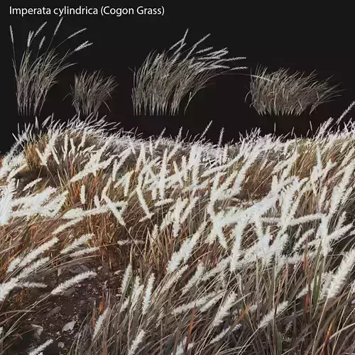 Imperata cylindrica - Cogon Grass 04 3D model