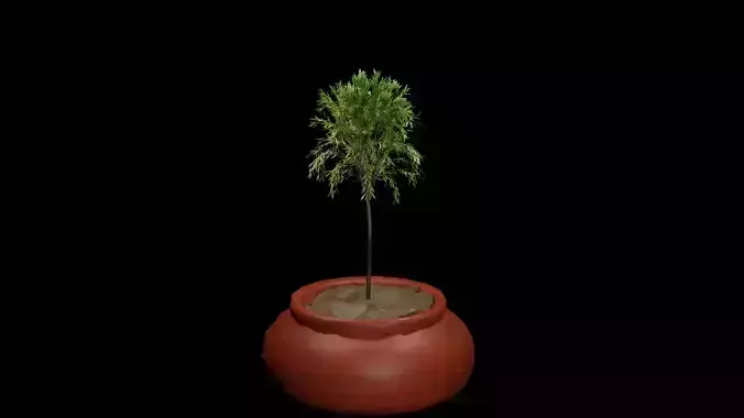 Pot plant Free 3D model