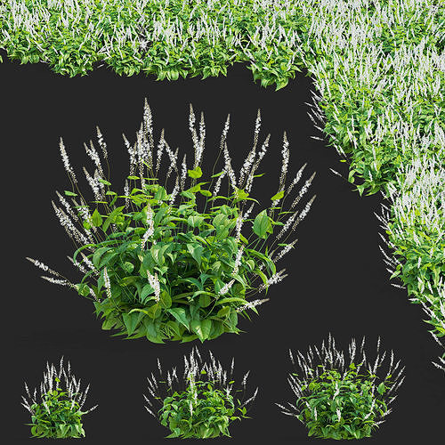  Persicaria amplexicaule Alba 3D model