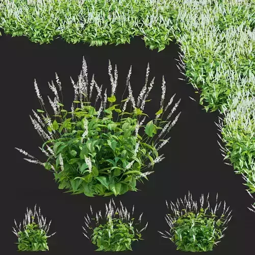  Persicaria amplexicaule Alba 3D model