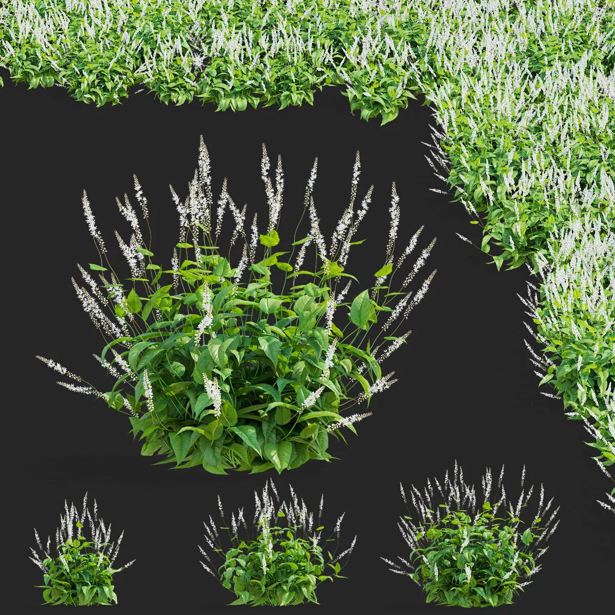 Persicaria amplexicaule Alba 3D model