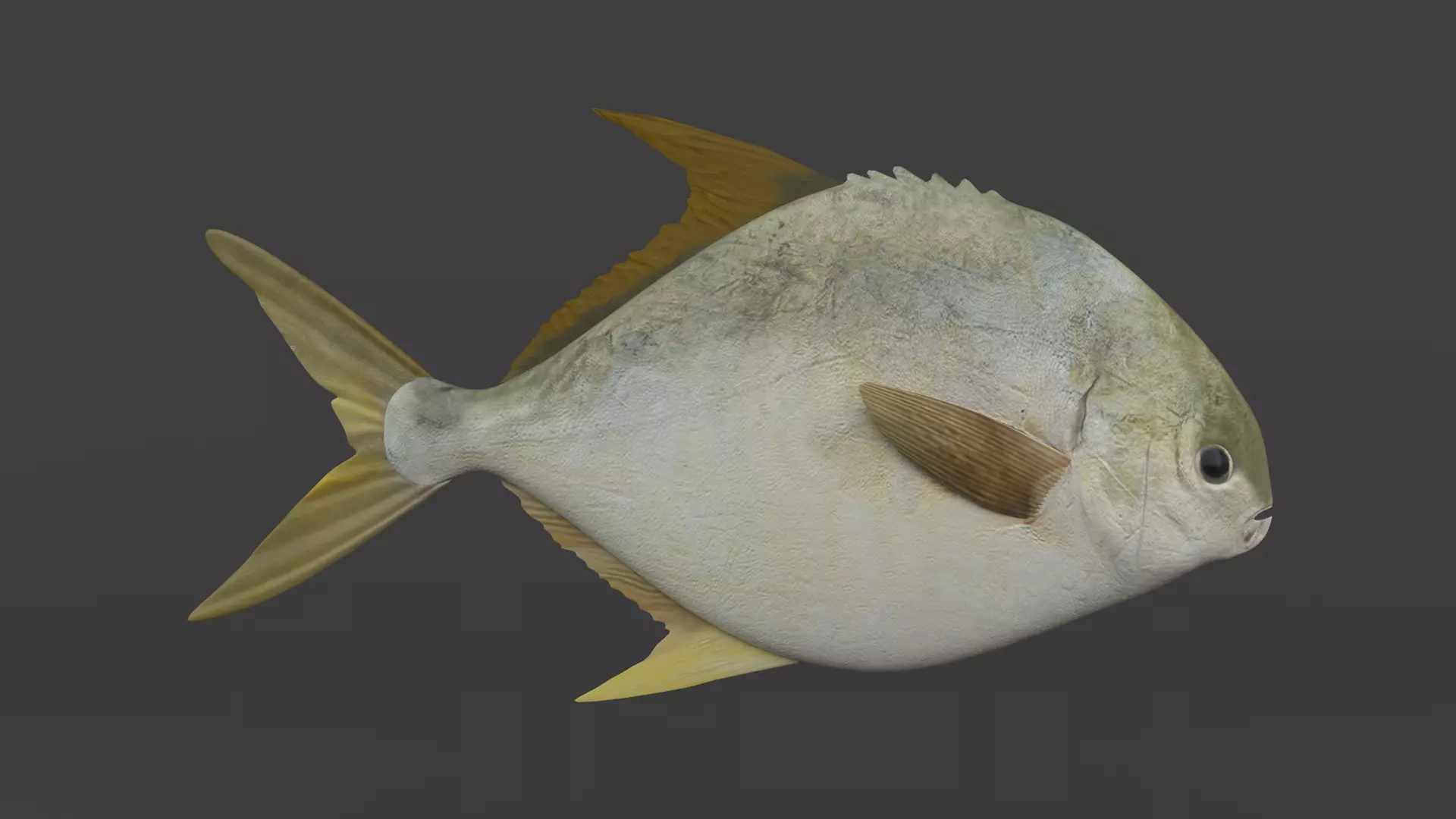 Fish Pompano 3D model_0