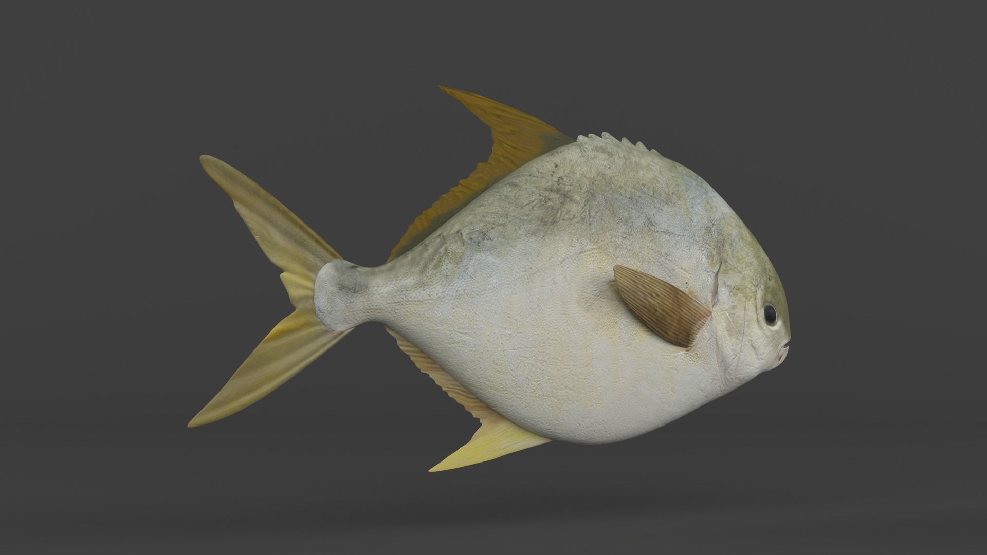 Fish Pompano 3D model_3