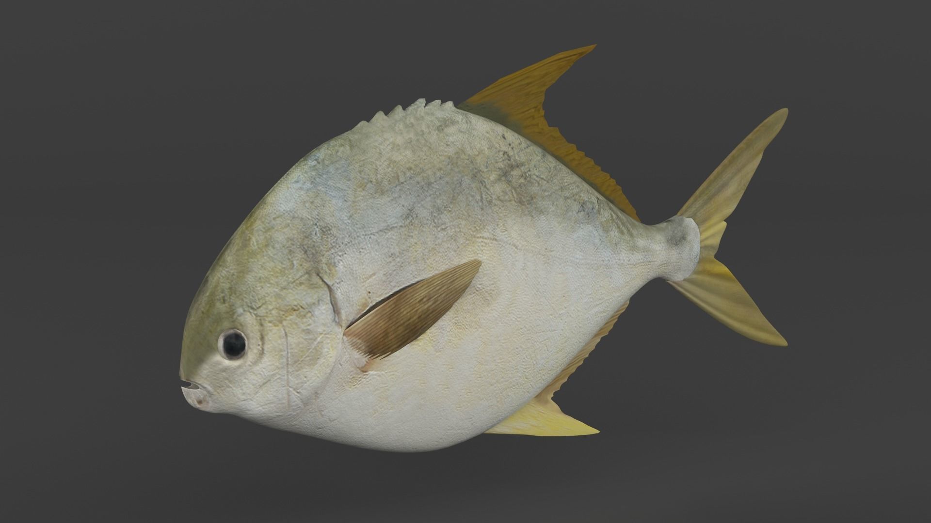 Fish Pompano 3D model_2