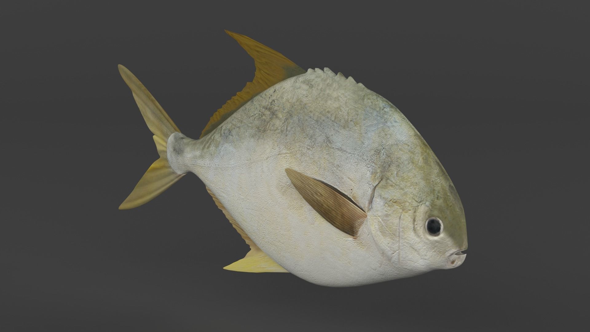 Fish Pompano 3D model_1