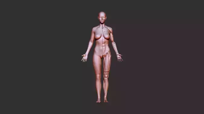 Female anatomy  3d print