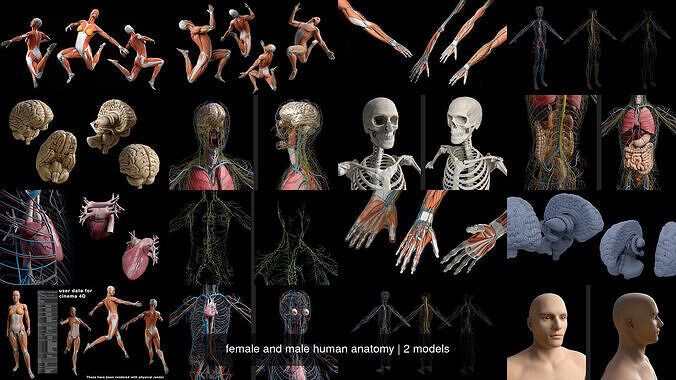 female and male human anatomy 3D Model Collection