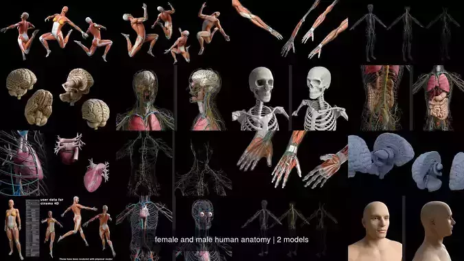 female and male human anatomy 3D Model Collection