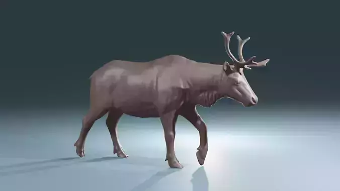 Young realistic Caribou Reindeer high poly for printing 3D print model
