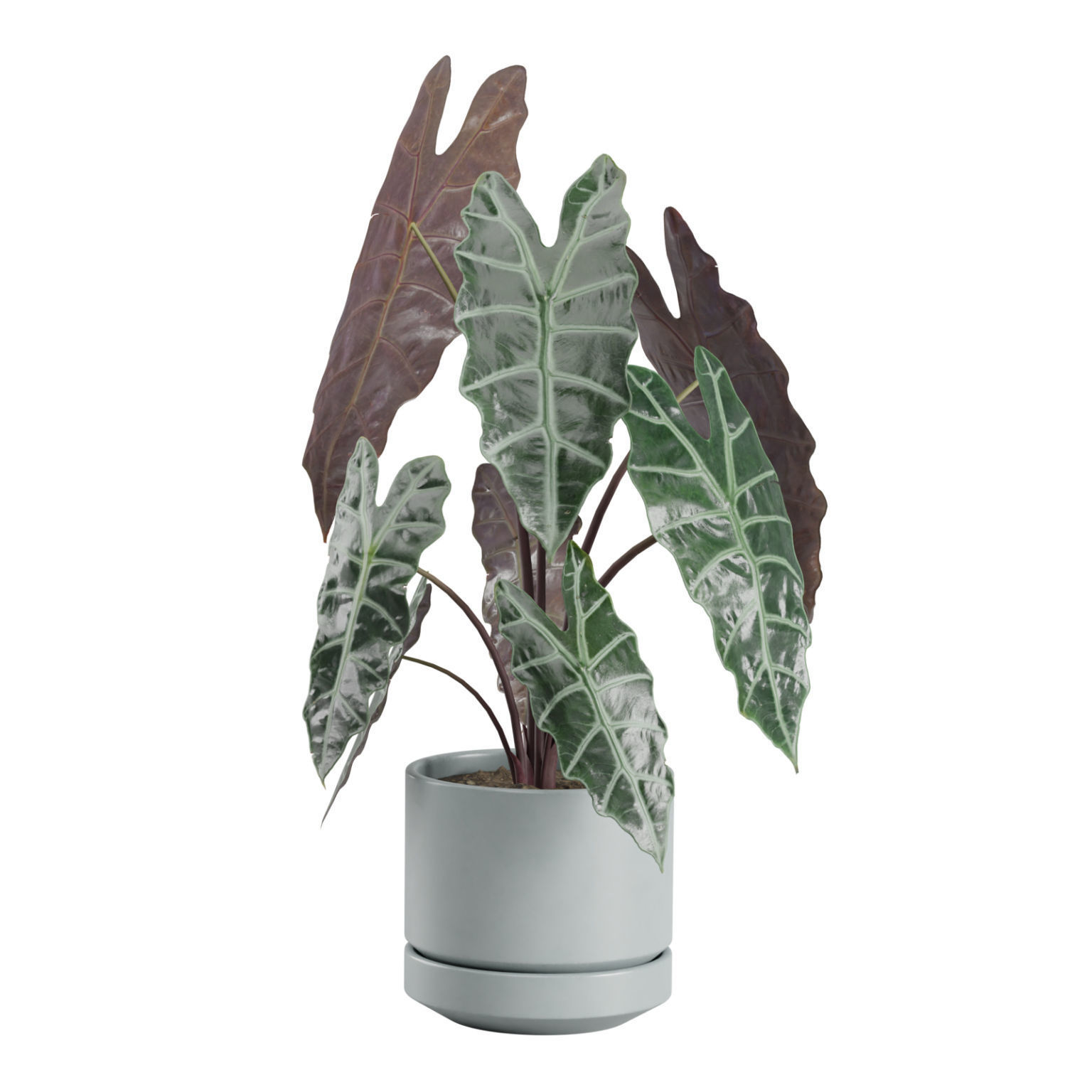 Indoor Plants Pack 30 3D model_4