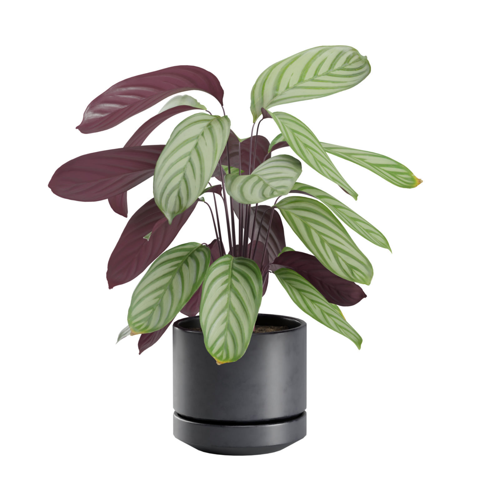 Indoor Plants Pack 30 3D model_6