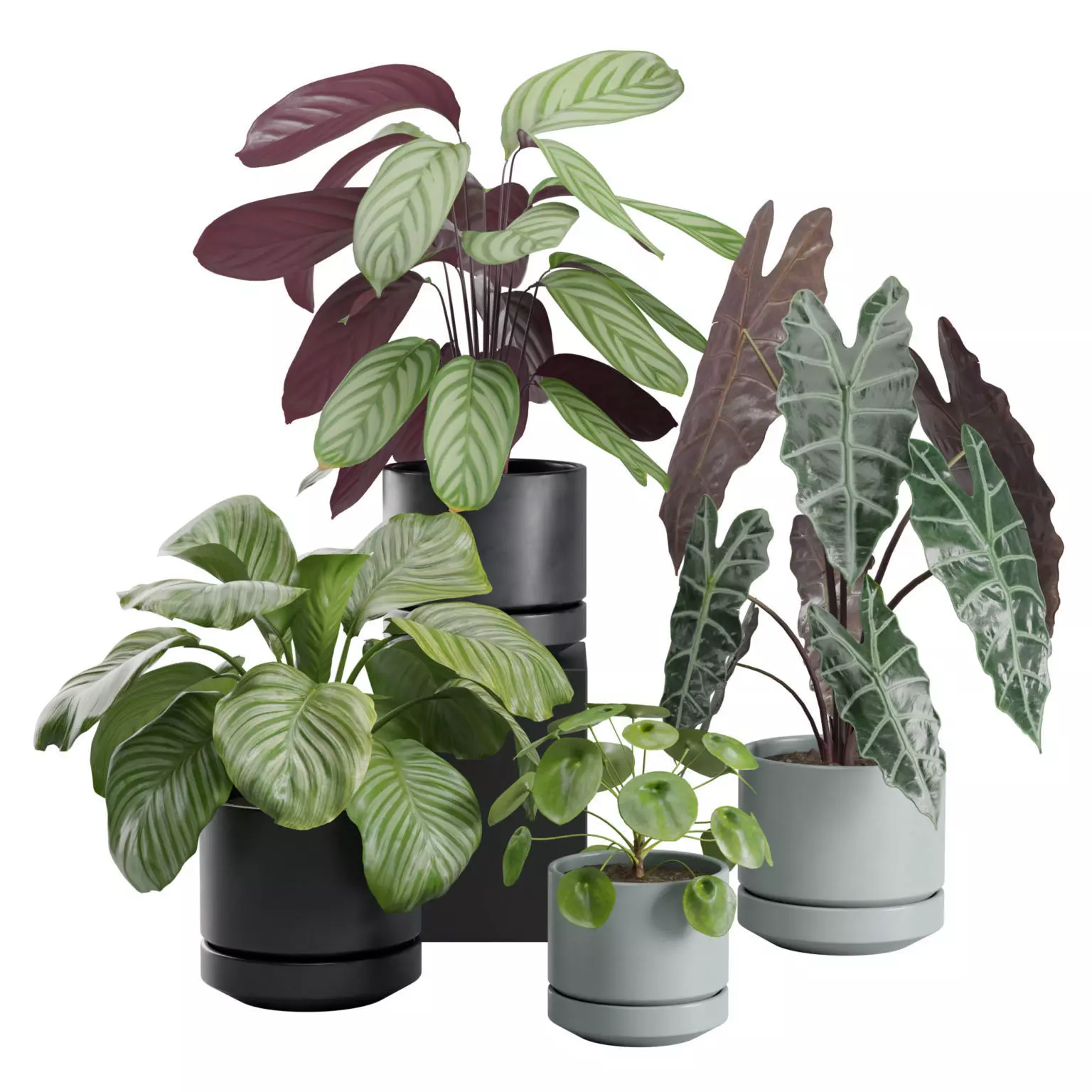 Indoor Plants Pack 30 3D model_0