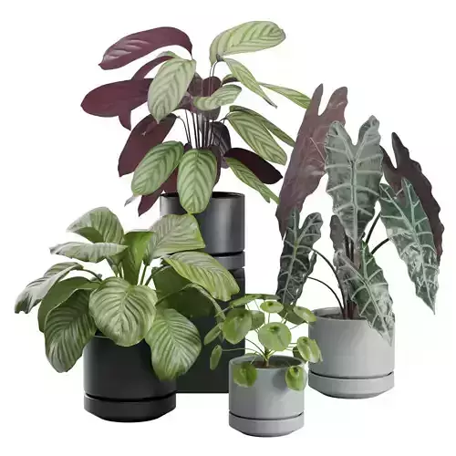 Indoor Plants Pack 30 3D model