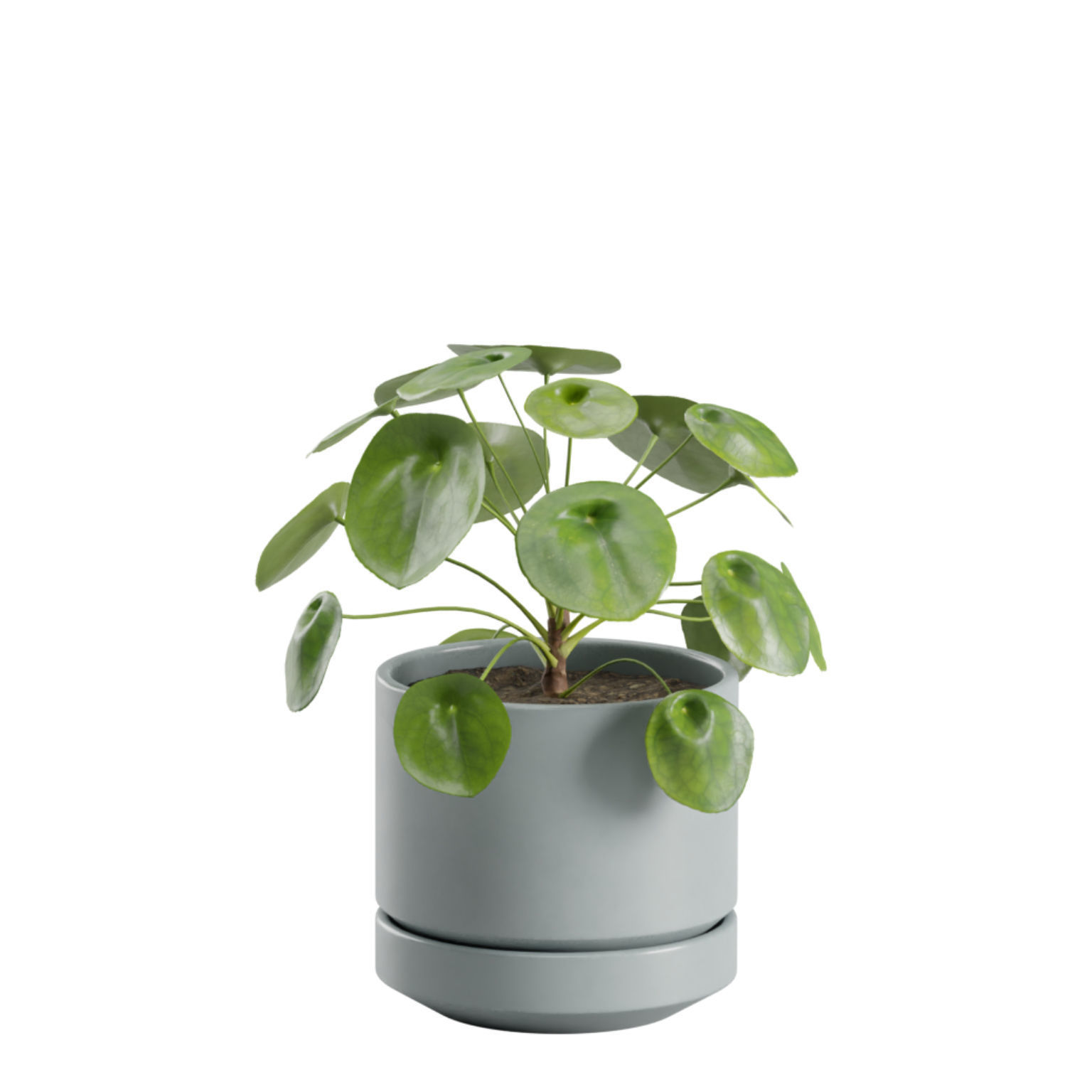 Indoor Plants Pack 30 3D model_5