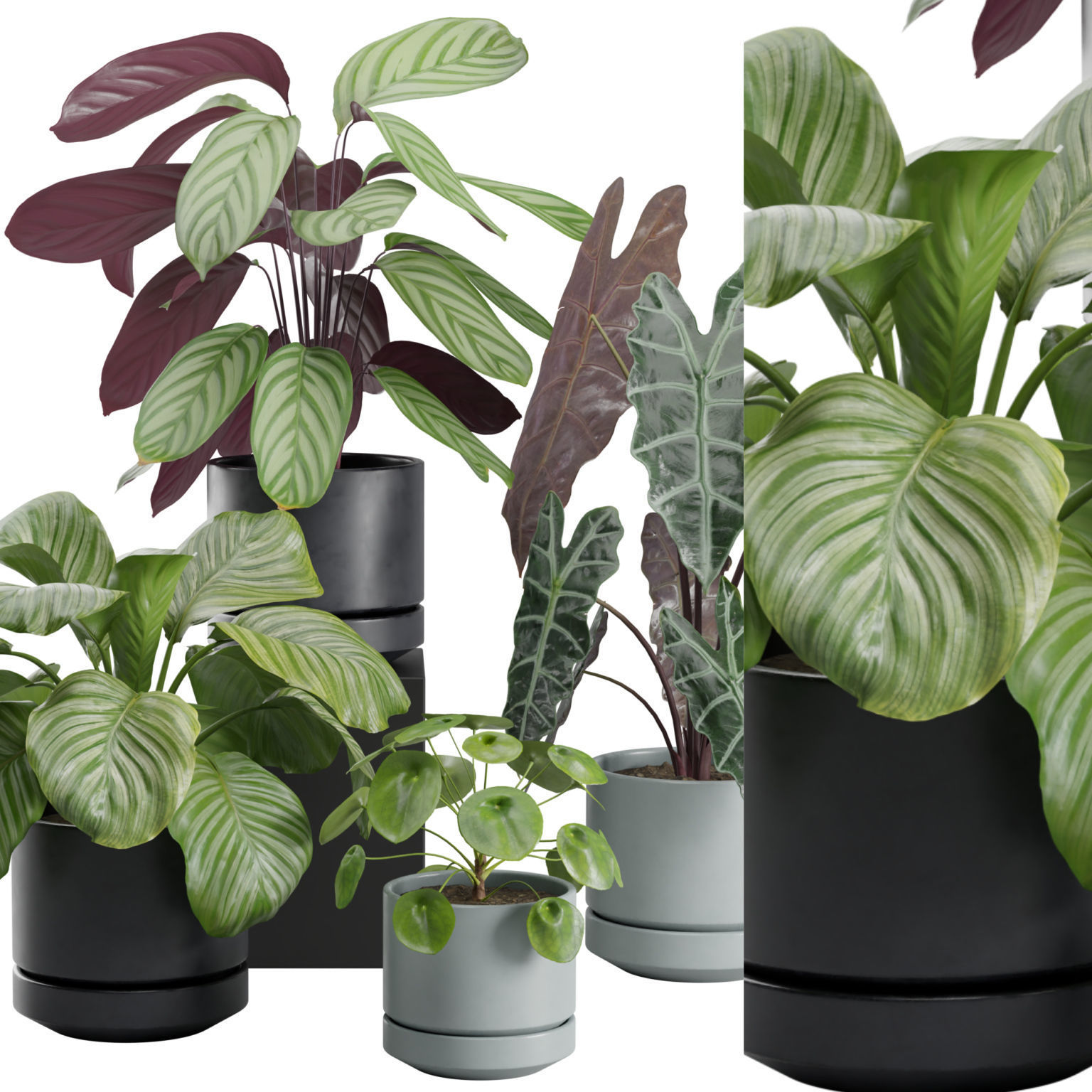 Indoor Plants Pack 30 3D model_1