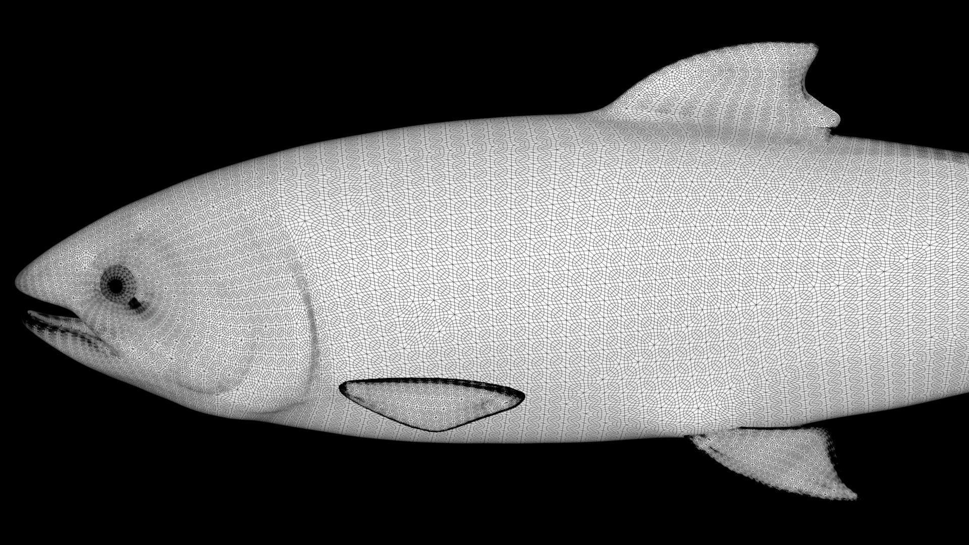 Salmon Lowpoly Animated Low-poly 3D model_8