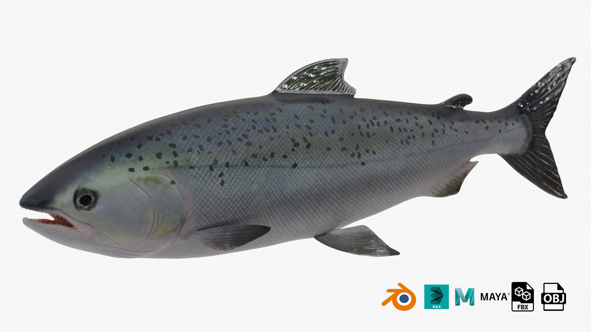 Salmon Lowpoly Animated Low-poly 3D model_1
