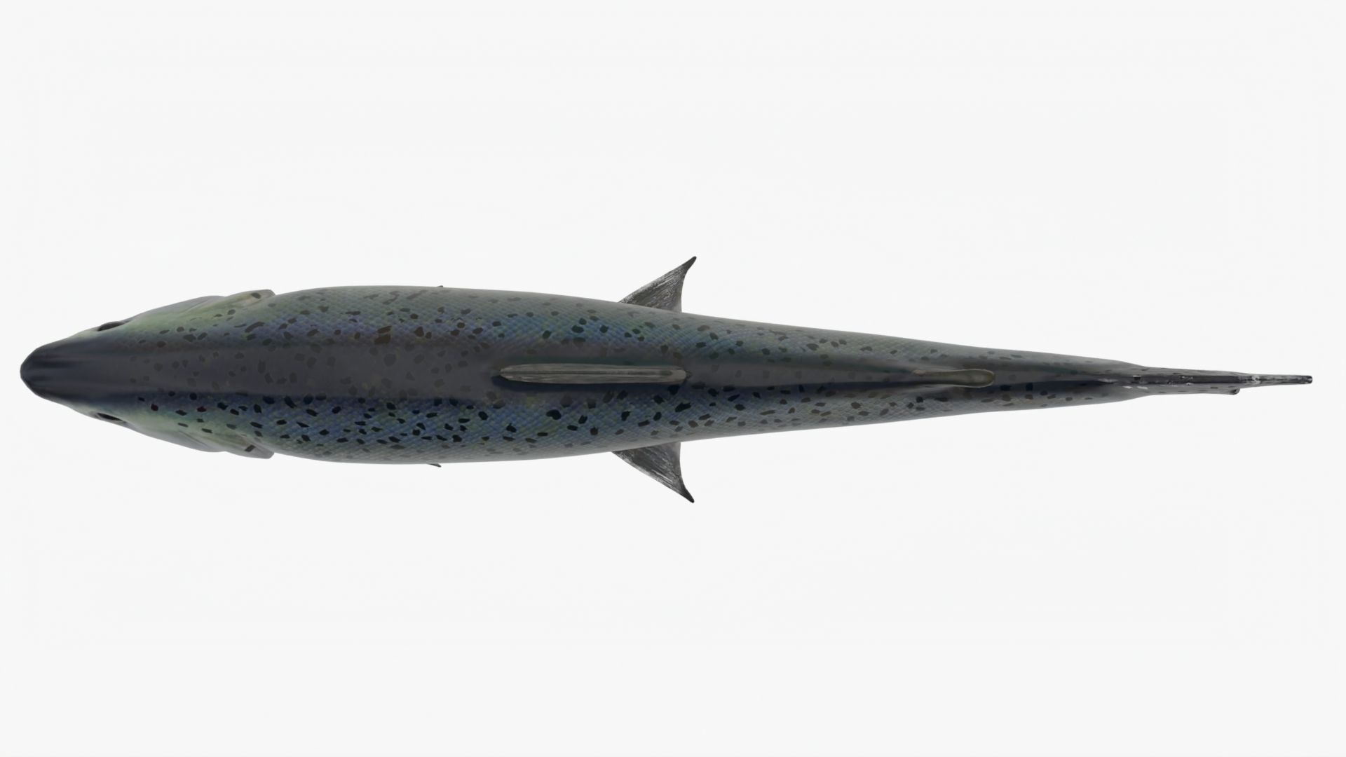 Salmon Lowpoly Animated Low-poly 3D model_6