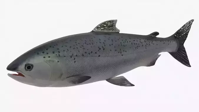 Salmon Lowpoly Animated