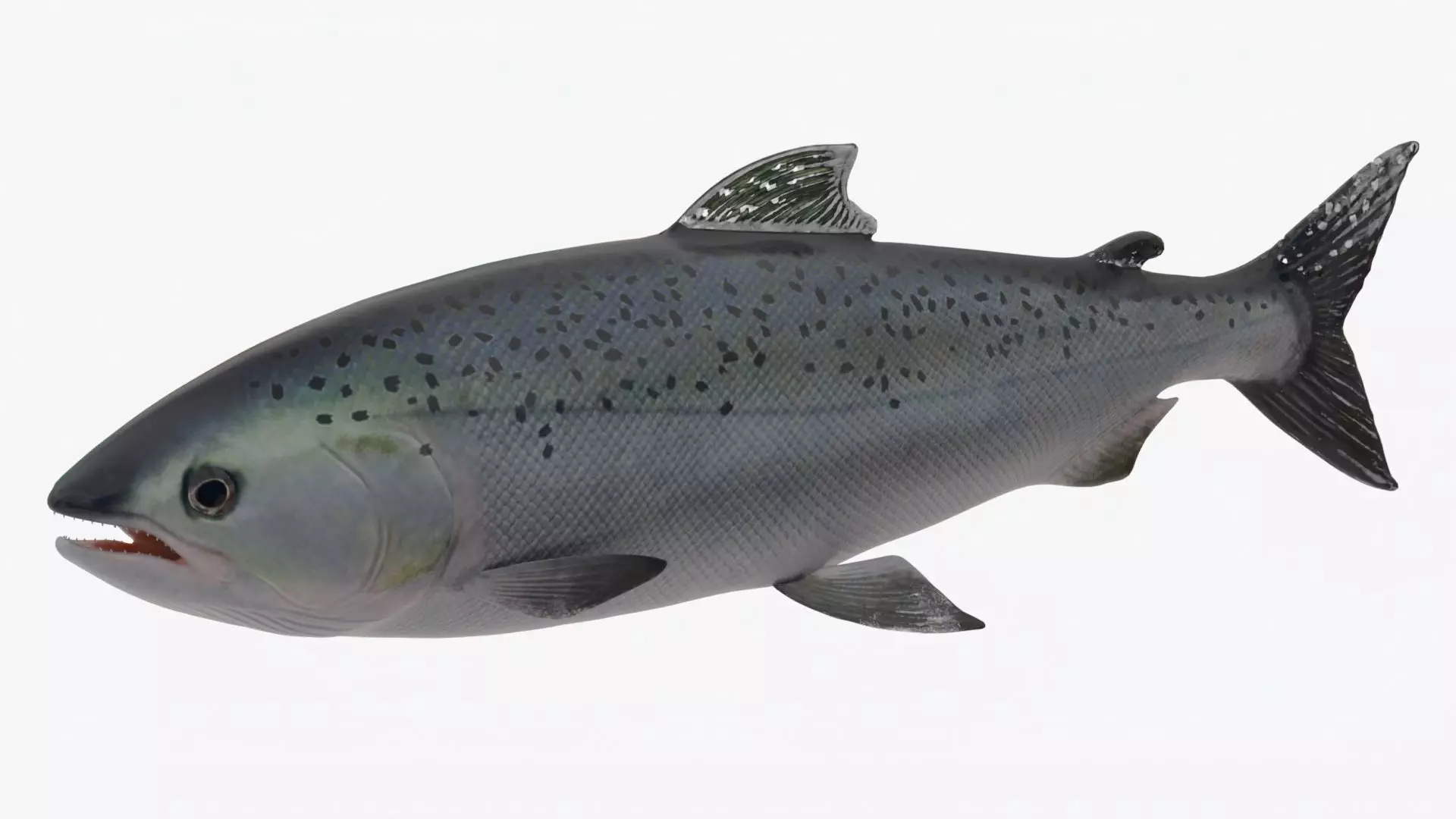 Salmon Lowpoly Animated Low-poly 3D model_0