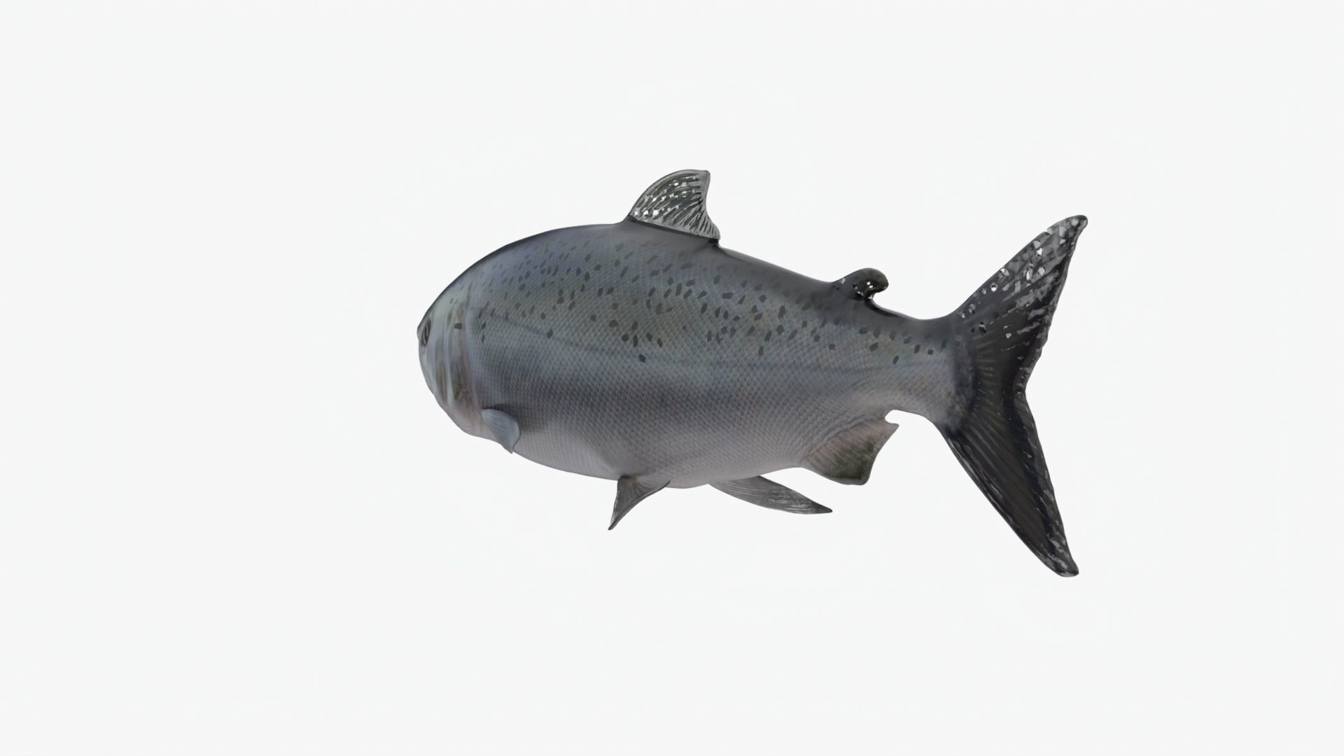 Salmon Lowpoly Animated Low-poly 3D model_3